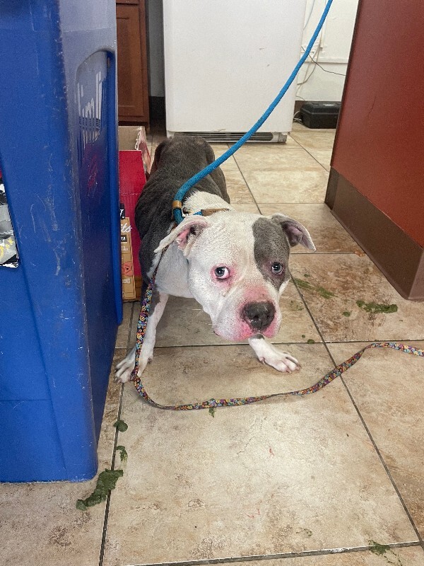 Learn More About Sharkitta IMG 2422