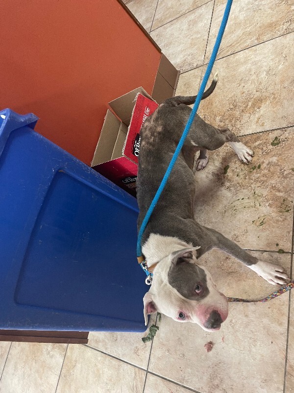 View Sharkitta the Dog Photo #2