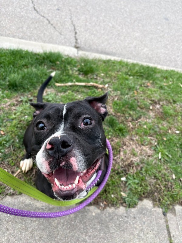 View Salt N Pepa the Dog Photo #3