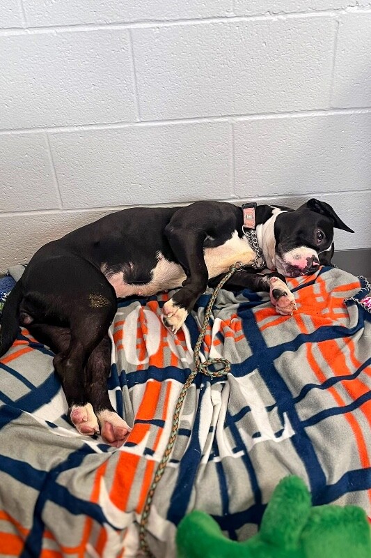 View Salt N Pepa the Dog Photo #4