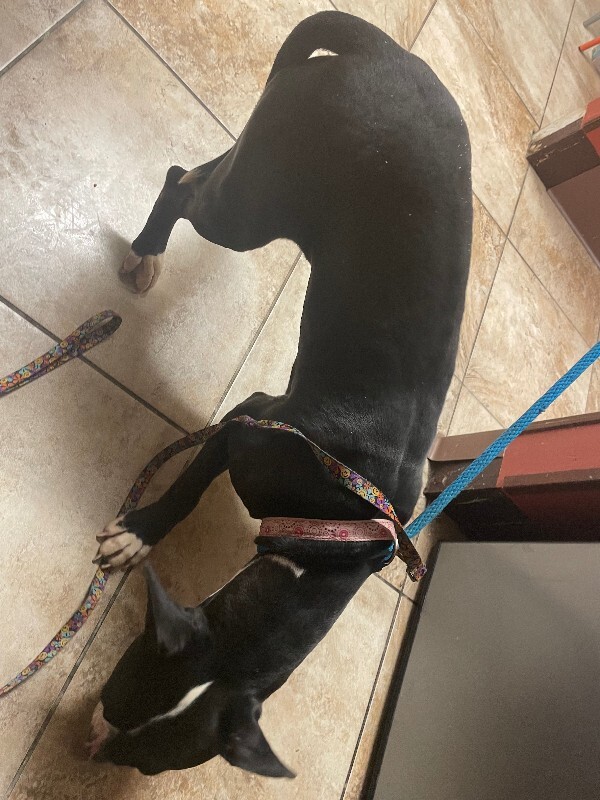 View Salt N Pepa the Dog Photo #2