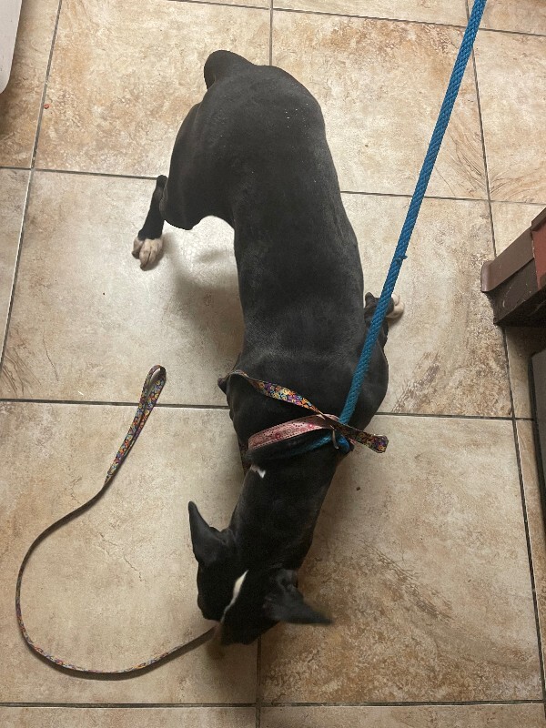 View Salt N Pepa the Dog Photo #4