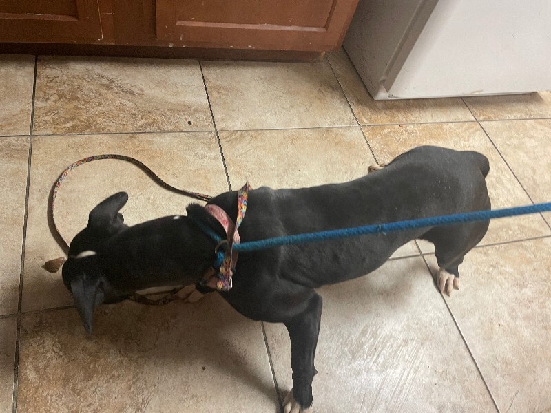 View Salt N Pepa the Dog Photo #3