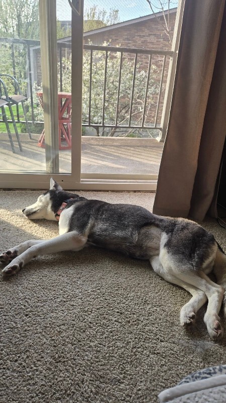 View Huskbusk the Dog Photo #3