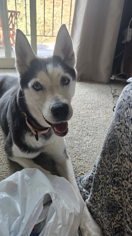 View Huskbusk the Dog Photo #2