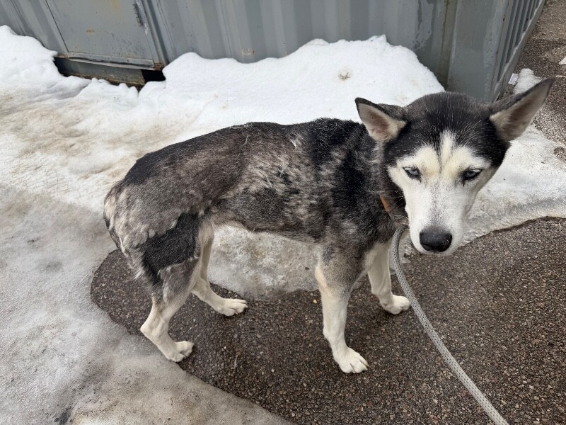 View HuskBusk the Dog Photo #4