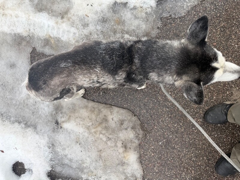 View HuskBusk the Dog Photo #3