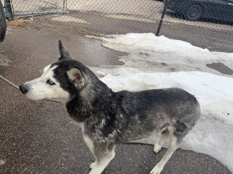 View HuskBusk the Dog Photo #2