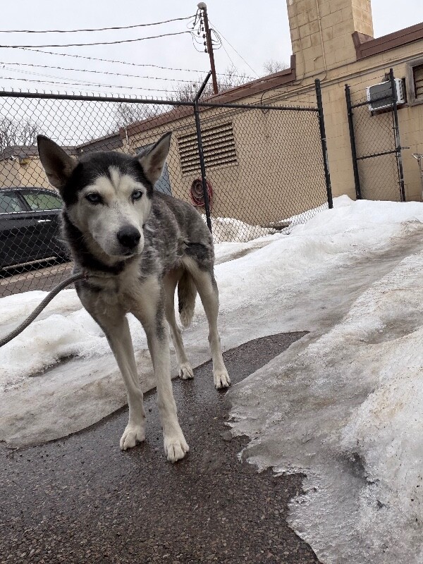 Learn More About HuskBusk IMG 0690