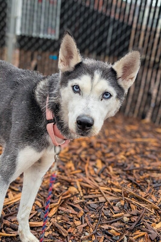 View Huskbusk the Dog Photo #6