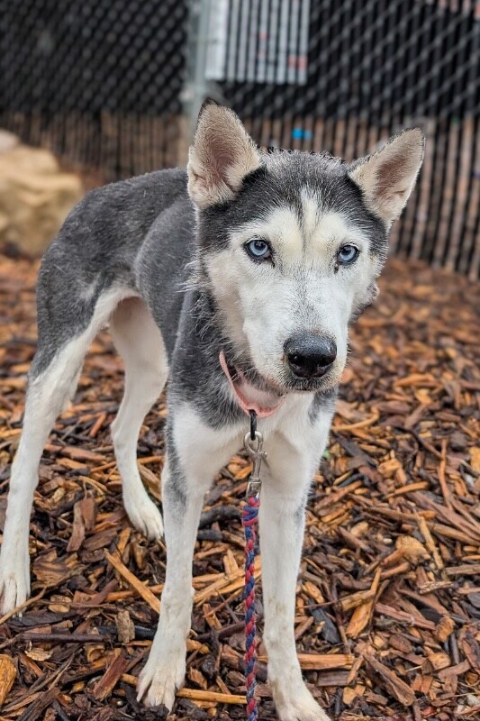 View Huskbusk the Dog Photo #5