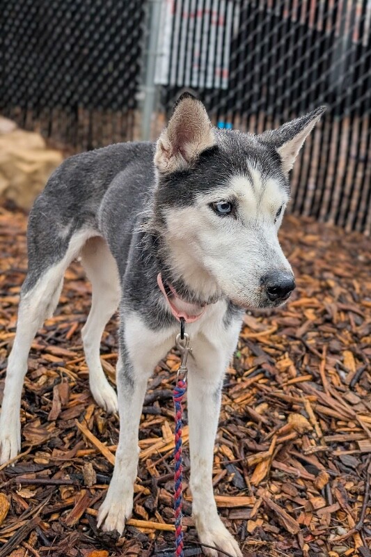 View Huskbusk the Dog Photo #7