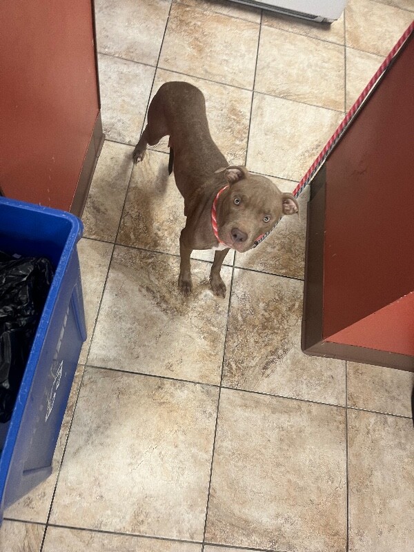 View Rosie Red the Dog Photo #2