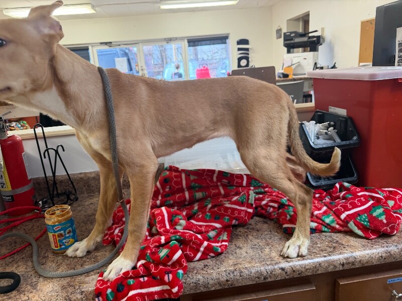 View Peekaboo the Dog Photo #3