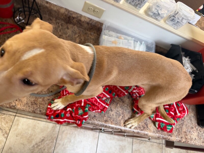 View Peekaboo the Dog Photo #5