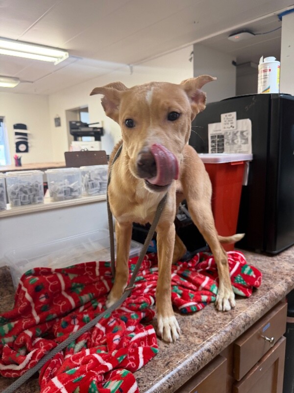 View Peekaboo the Dog Photo #4