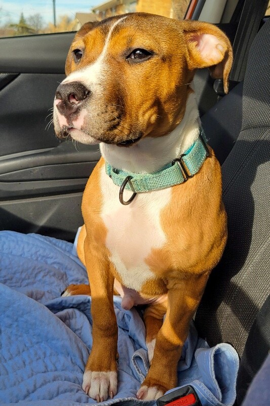 View Rowdy the Dog Photo #4