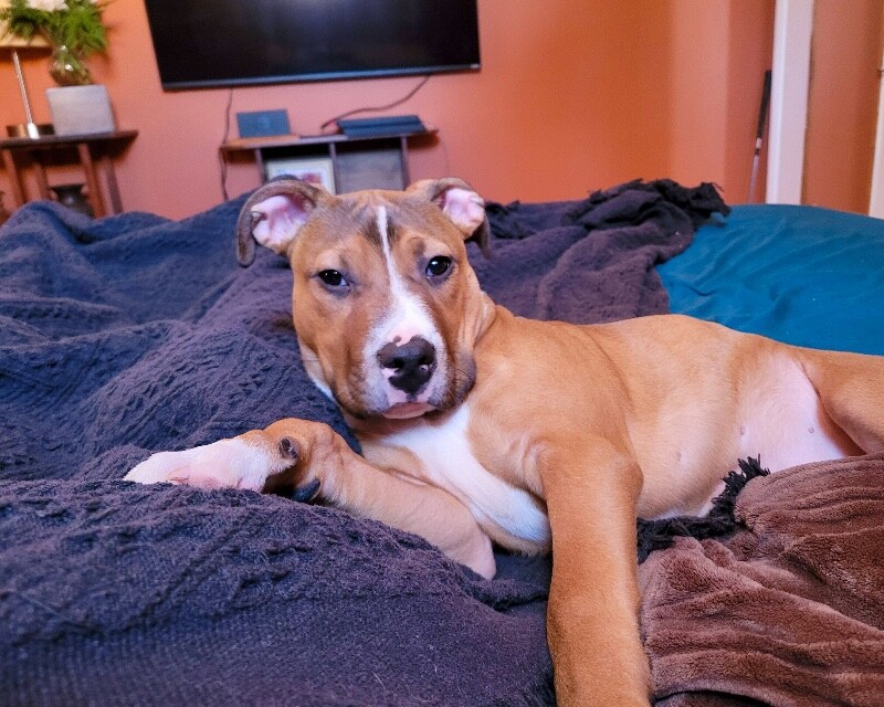 View Rowdy the Dog Photo #6