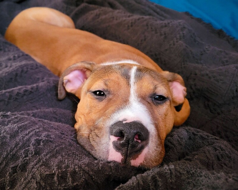 View Rowdy the Dog Photo #3