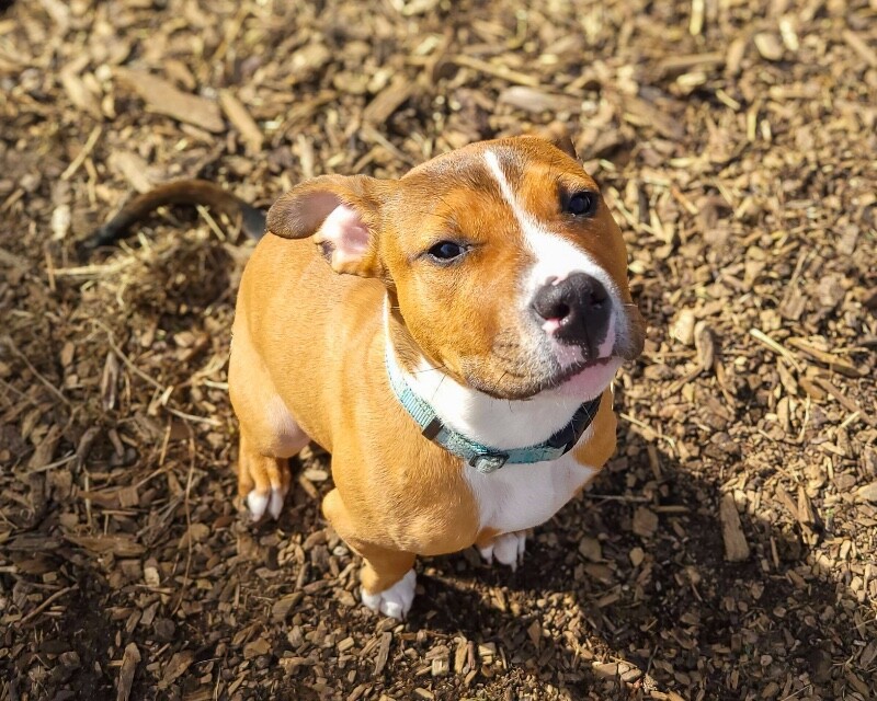 View Rowdy the Dog Photo #7