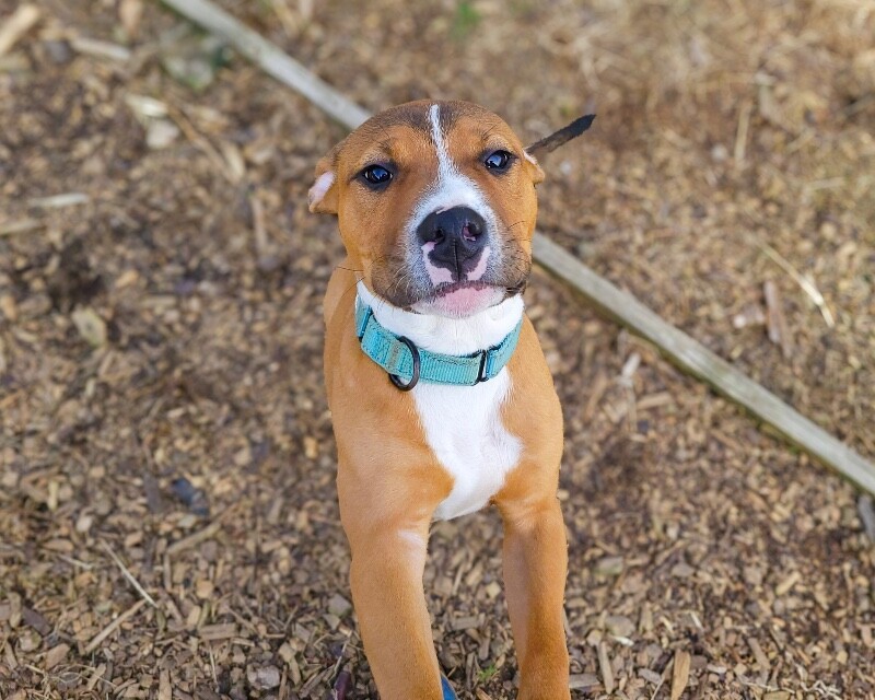 View Rowdy the Dog Photo #9