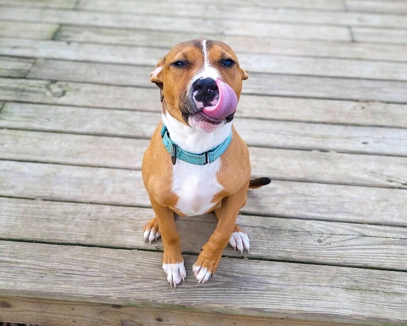 View Rowdy the Dog Photo #10