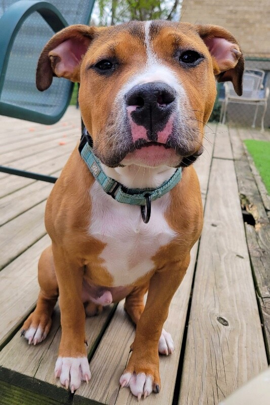 View Rowdy the Dog Photo #5