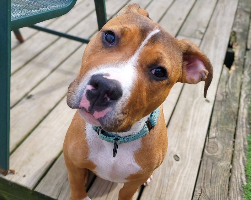 View Rowdy the Dog Photo #2