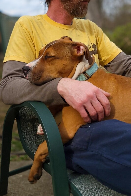 View Rowdy the Dog Photo #8