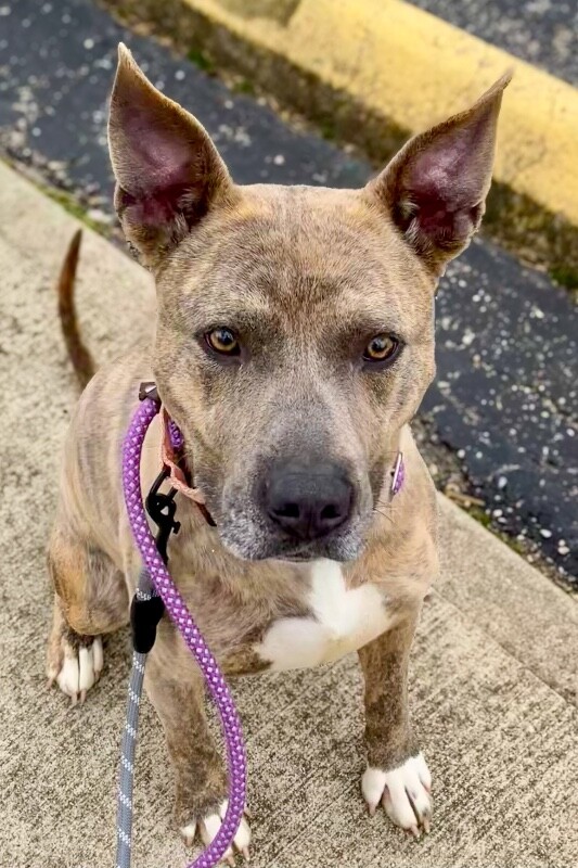 View Theo Beo the Dog Photo #7