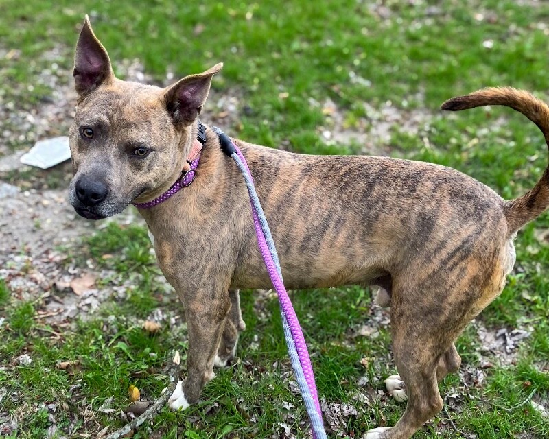 View Theo Beo the Dog Photo #8