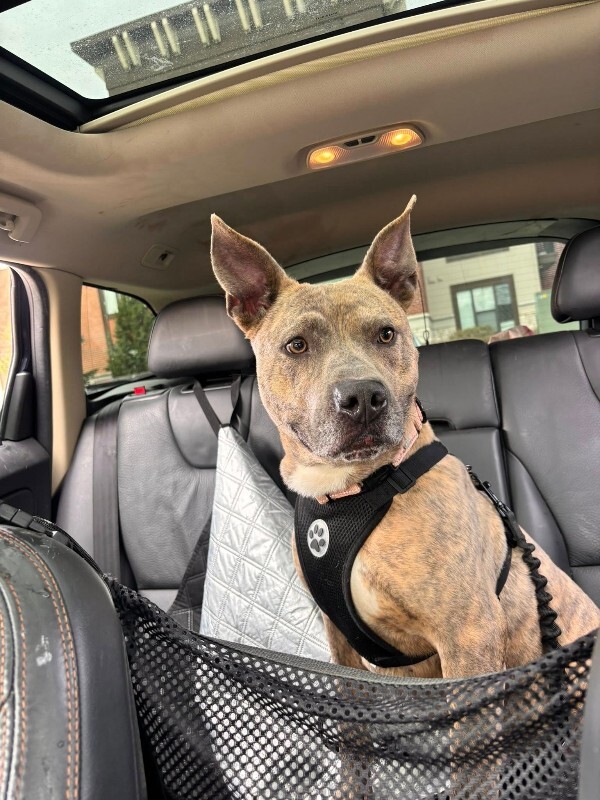 View Theo Beo the Dog Photo #4