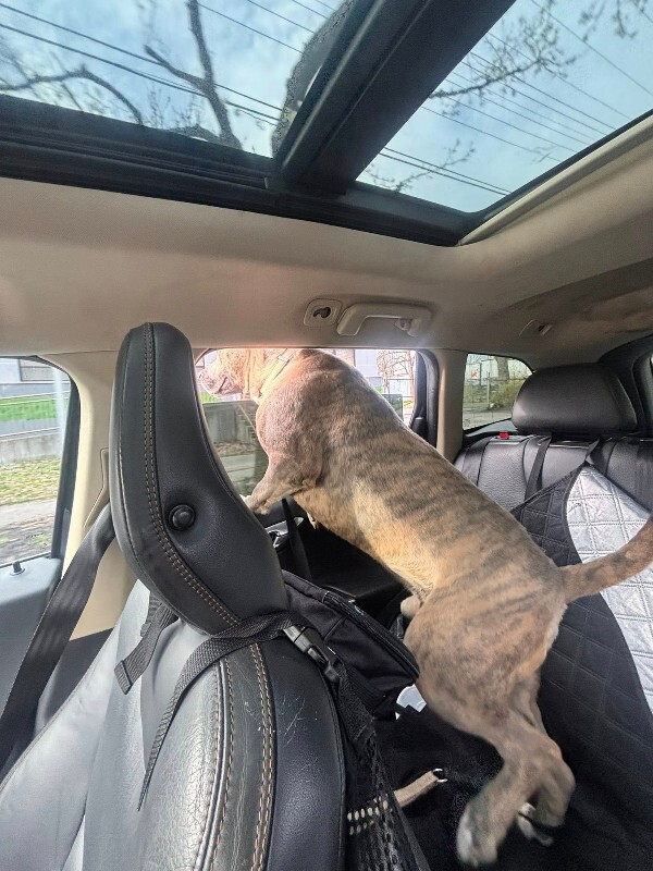 View Theo Beo the Dog Photo #5