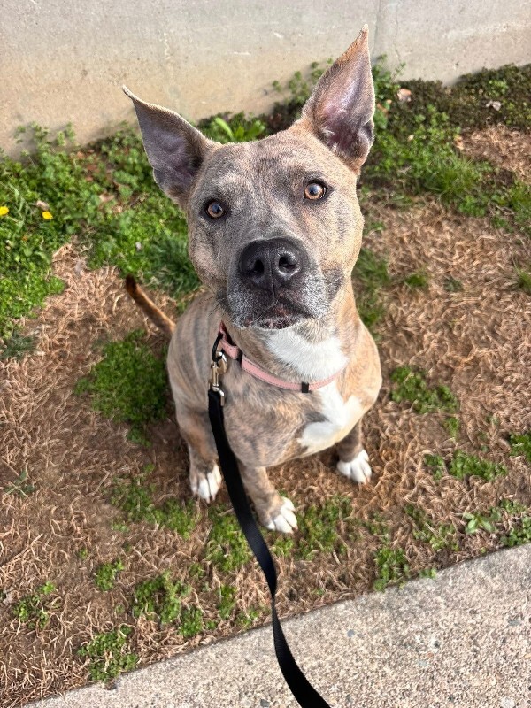 View Theo Beo the Dog Photo #11