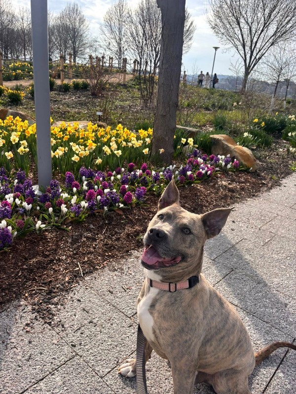 View Theo Beo the Dog Photo #12