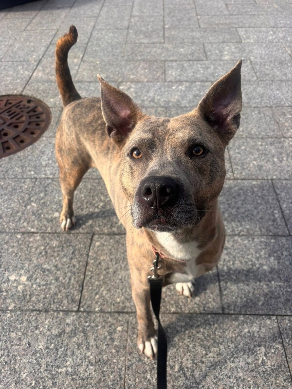 View Theo Beo the Dog Photo #14