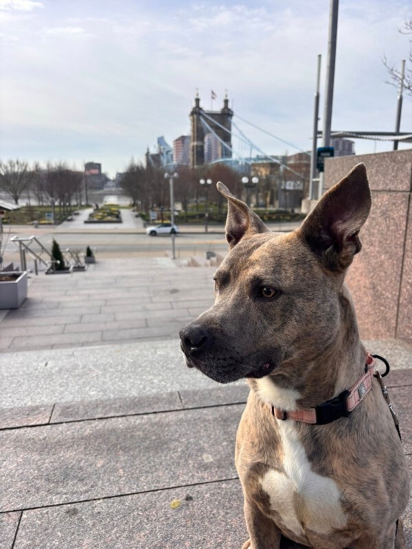 View Theo Beo the Dog Photo #3