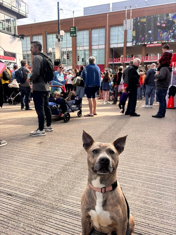 View Theo Beo the Dog Photo #2