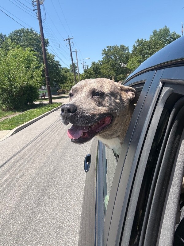 View Theo Beo the Dog Photo #16