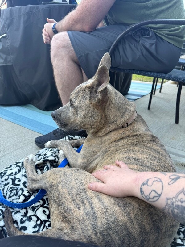View Theo Beo the Dog Photo #19
