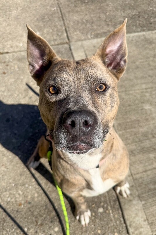 View Theo Beo the Dog Photo #10