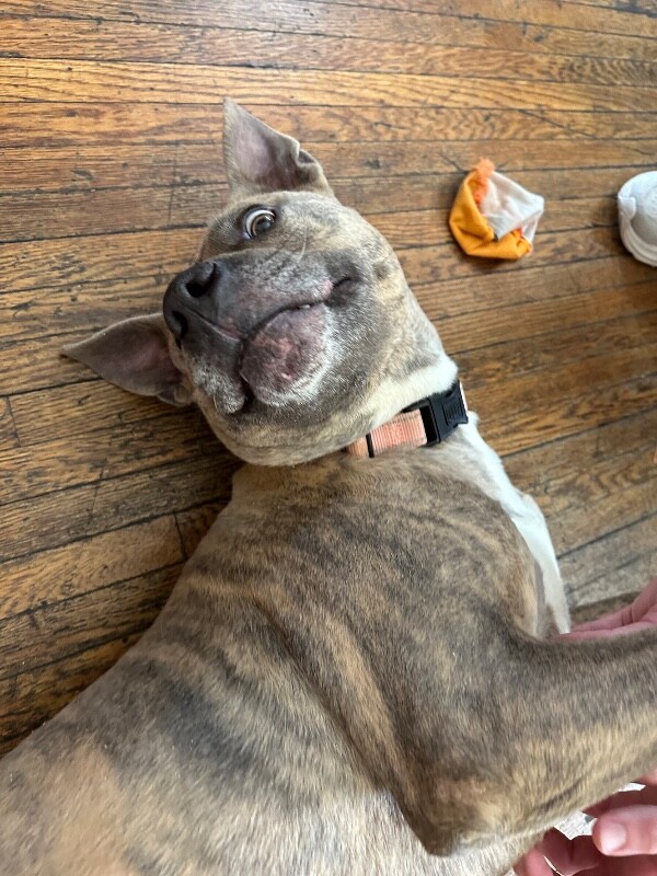 View Theo Beo the Dog Photo #9