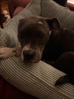 View Roz the Dog Photo #6