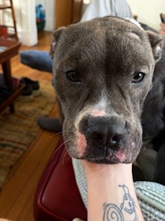 View Roz the Dog Photo #4