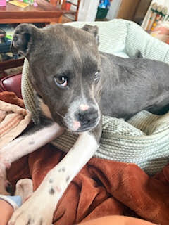 View Roz the Dog Photo #10