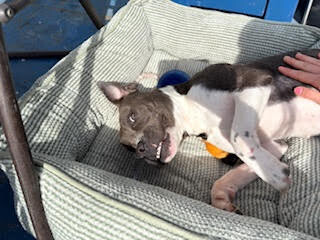 View Roz the Dog Photo #13