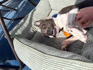 View Roz the Dog Photo #12