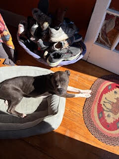 View Roz the Dog Photo #3