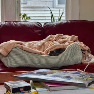 View Roz the Dog Photo #11