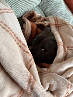 View Roz the Dog Photo #8